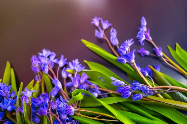 Fleurs Printemps Gouttes Neige Bleues Sur Fond Couleur — Photo