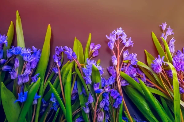 Fleurs Printemps Gouttes Neige Bleues Sur Fond Couleur — Photo