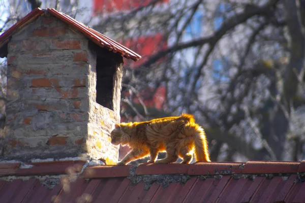 Closeup Orange Fluffy Cat Roof — Stock Photo, Image