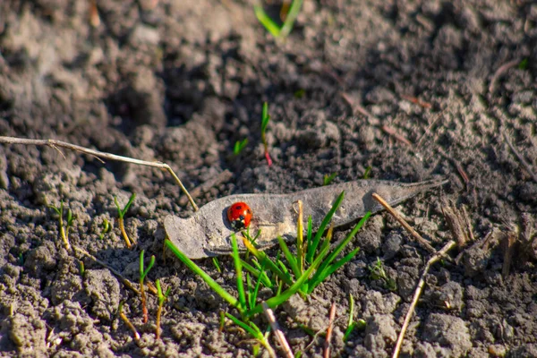 Uğur Böceği Böcek Yere Yat — Stok fotoğraf