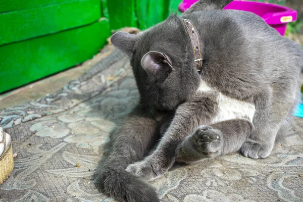 庭で灰色のふわふわの猫を閉じて — ストック写真