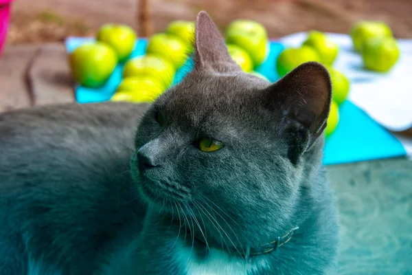 花园里的灰蒙蒙的毛绒绒猫 — 图库照片