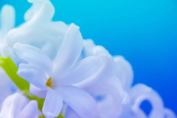 Frühling Weiße Hyazinthenblüten Auf Farbigem Hintergrund Stockbild