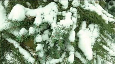 Kış Noel ağacı dalları karla kaplıdır.