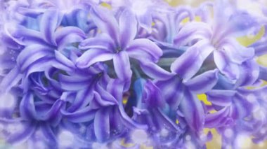 bahar sümbülü çiçekleri arka plan, doku.