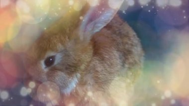 Kahverengi tavşan kameraya bakıyor.