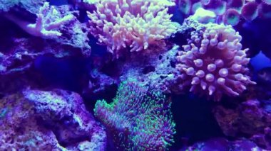 anemonlar mercan resifleri suyun altında, yakın çekim