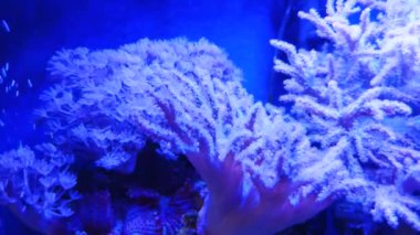 anemonlar mercan resifleri suyun altında, yakın çekim