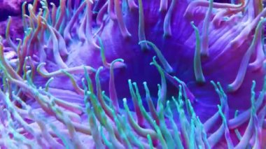 anemonlar mercan resifleri suyun altında, yakın çekim