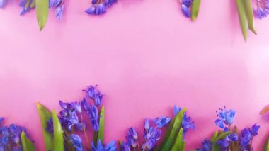 bahar çiçekleri, siyah arkaplanda mavi kardamlaları