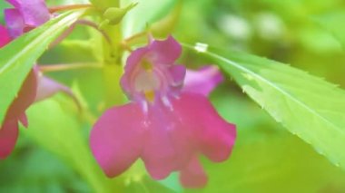 Bahçedeki pembe çiçekleri kapatın.