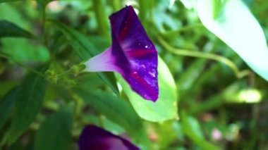 Bindweed Convolvulus althaeoides ya da Bush Morning Glory çiçeği doğada
