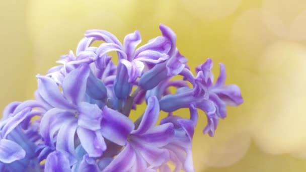 Spring Hyacinth Flowers Background Texture — Stock Video