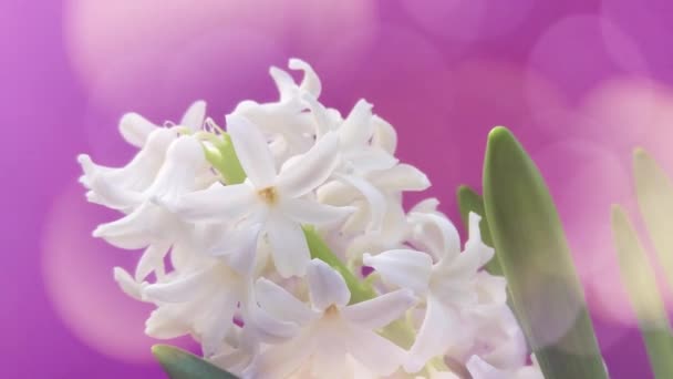 Wiosenny Hiacynt Kwiaty Tło Tekstura — Wideo stockowe