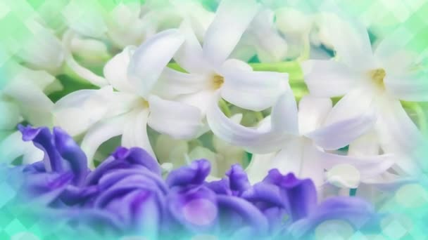 Spring Hyacinth Flowers Background Texture — Stock Video