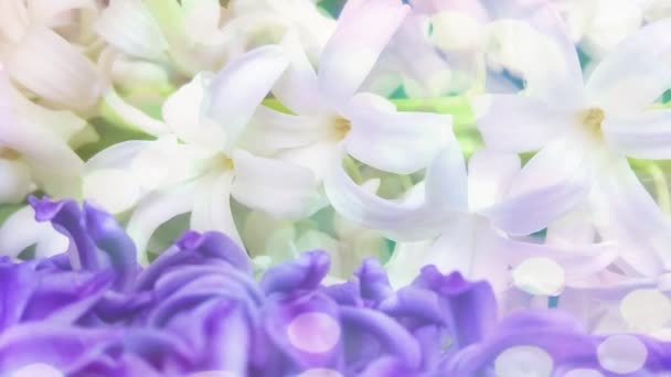 Spring Hyacinth Flowers Background Texture — Stock Video