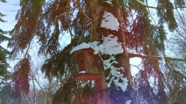 Winter Wooden Birdhouse Attached Pine Tree Trunk — Stock Video