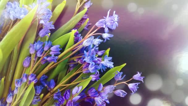 Flores Primavera Nevadas Azules Sobre Fondo Negro — Vídeo de stock