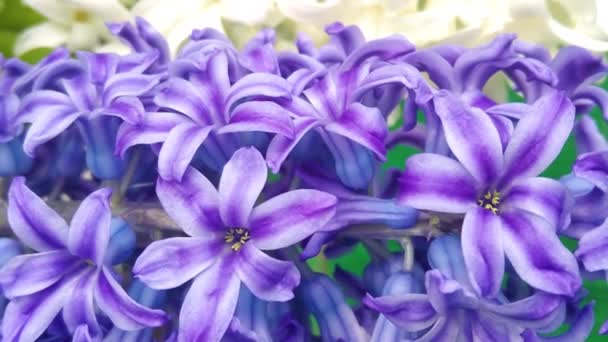 Frühling Hyazinthe Blumen Hintergrund Textur — Stockvideo