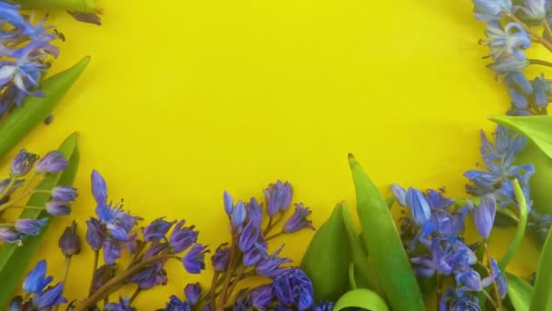 Frühlingsblumen Blaue Schneeglöckchen Auf Schwarzem Hintergrund — Stockvideo