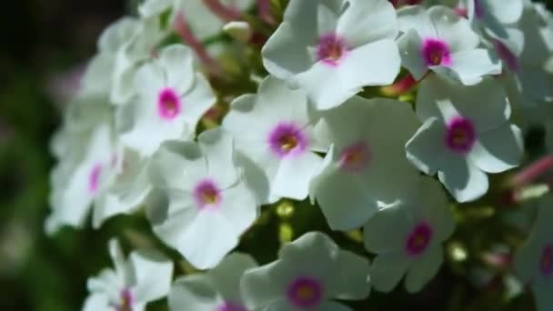 Rosa Phlox Blume Garten — Stockvideo