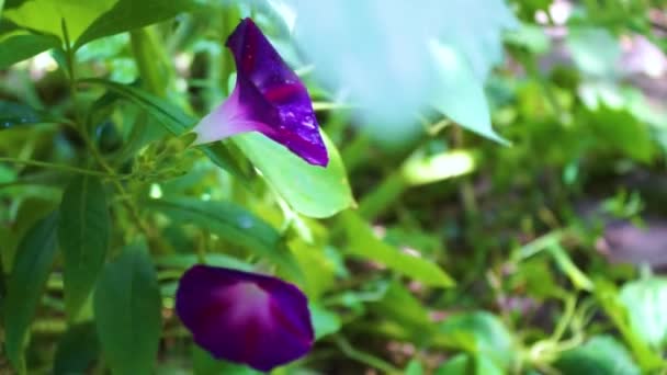 Bindweed Convolvulus Althaeoides Bush Morning Glory Fleur Dans Nature — Video