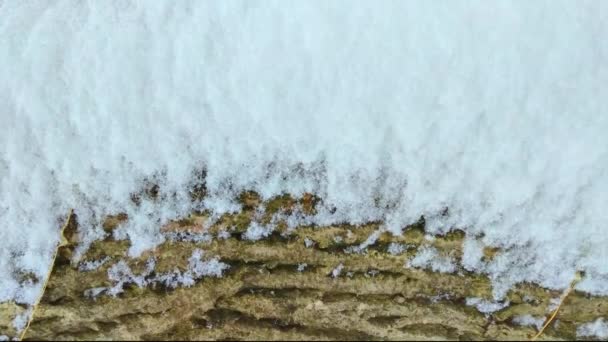 Close Sneeuw Takken Winter Achtergrond — Stockvideo