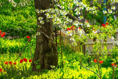 Güneşli bir günde yeşil bahar bahçesi