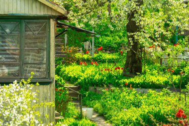 Güneşli bir günde yeşil bahar bahçesi