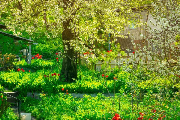 Giardino Verde Primaverile Nella Giornata Sole — Foto Stock