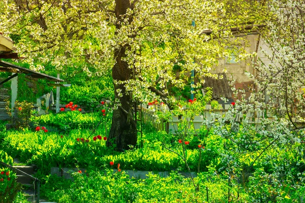 Giardino Verde Primaverile Nella Giornata Sole — Foto Stock