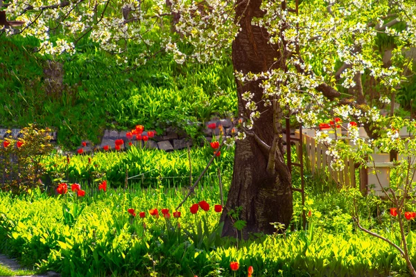 Зелений Весняний Сад Сонячний День — стокове фото