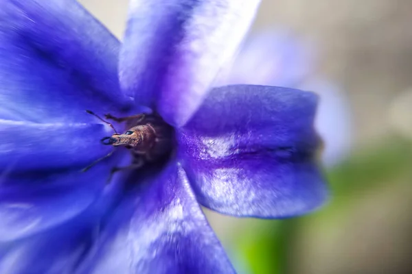 Маленький Багет Фиолетовом Цветке Макрос — стоковое фото