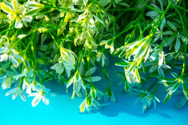 Mavi arkaplanda beyaz çiçekleri kapat