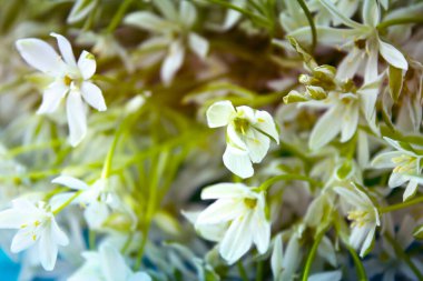 Mavi arkaplanda beyaz çiçekleri kapat