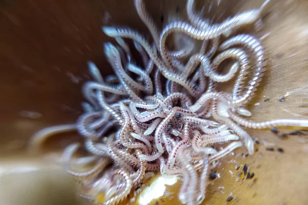 Macro Petit Centipede Beaucoup Bébés Millipèdes Sol — Photo