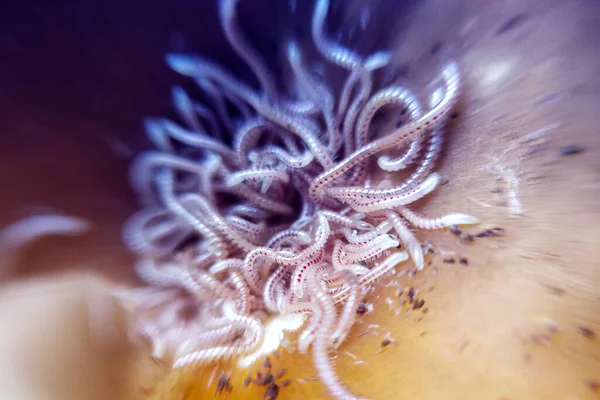 Makro Litt Centipede Mange Baby Millipedes Bakken – stockfoto