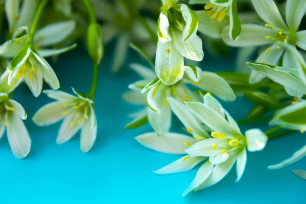 Nahaufnahme Weiße Blumen Auf Blauem Hintergrund — Stockfoto