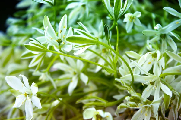 Nahaufnahme Weiße Blumen Auf Blauem Hintergrund — Stockfoto