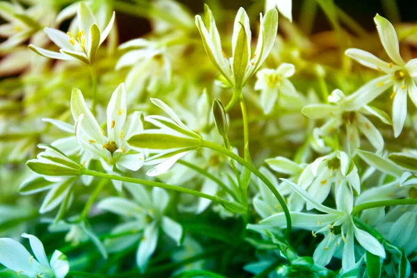 Nahaufnahme Weiße Blumen Auf Blauem Hintergrund — Stockfoto