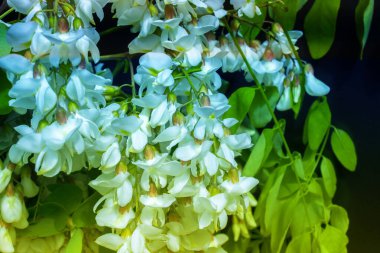 Akasya ağacı baharda çiçek açıyor. Yeşil arka planı olan çiçek dalları