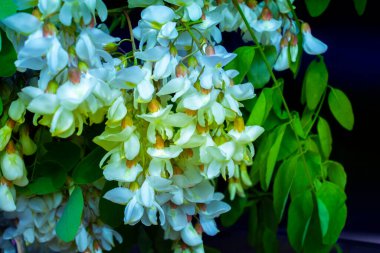 Akasya ağacı baharda çiçek açıyor. Yeşil arka planı olan çiçek dalları