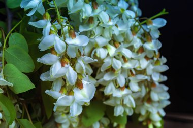 Akasya ağacı baharda çiçek açıyor. Yeşil arka planı olan çiçek dalları