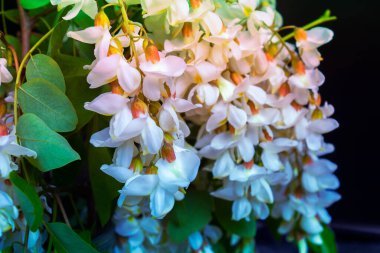 Akasya ağacı baharda çiçek açıyor. Yeşil arka planı olan çiçek dalları