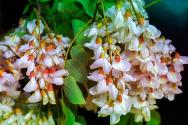 Akasya ağacı baharda çiçek açıyor. Yeşil arka planı olan çiçek dalları
