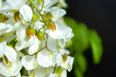 Akasya ağacı baharda çiçek açıyor. Yeşil arka planı olan çiçek dalları
