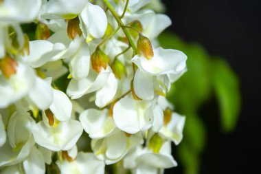 Akasya ağacı baharda çiçek açıyor. Yeşil arka planı olan çiçek dalları