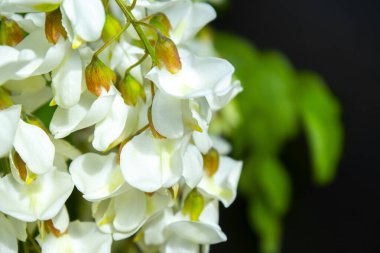 Akasya ağacı baharda çiçek açıyor. Yeşil arka planı olan çiçek dalları