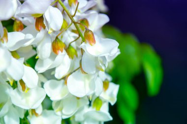 Akasya ağacı baharda çiçek açıyor. Yeşil arka planı olan çiçek dalları
