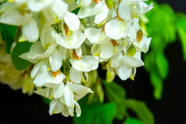 Akasya ağacı baharda çiçek açıyor. Yeşil arka planı olan çiçek dalları